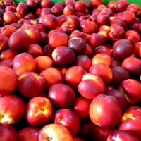 Empresas hortofrutícolas extremeñas buscan oportunidades en Centroeuropa