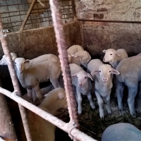 Siete detenidos por robar en varias explotaciones agroganaderas