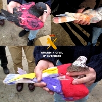 Detenido por sustraer trece palomos deportivos tras un concurso