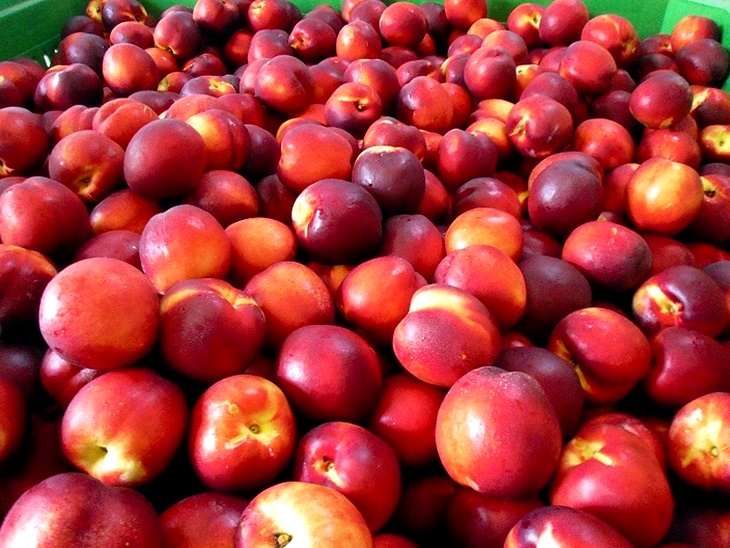 Empresas hortofrutícolas extremeñas buscan oportunidades en Centroeuropa