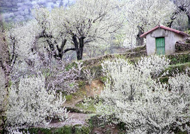 El Valle del Jerte alcanza su punto álgido de floración