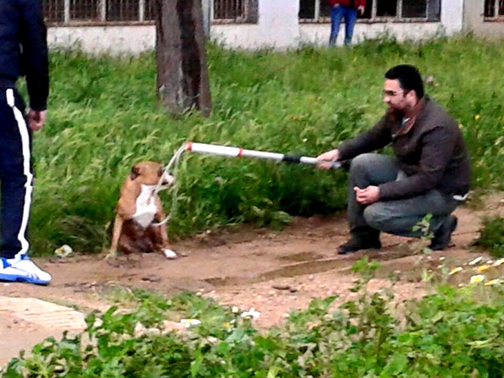 Un pitbull impide entrar y salir a los vecinos de un bloque en Badajoz