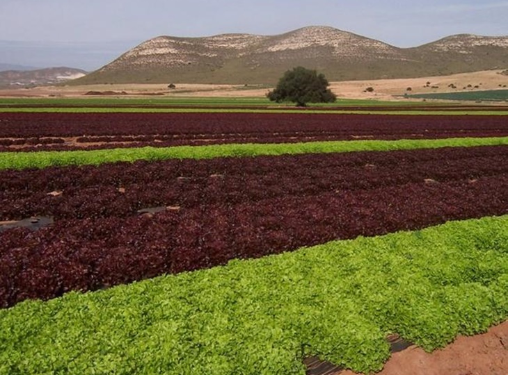 Asaja Extremadura: “Los presupuestos darán estabilidad al sector agroganadero”