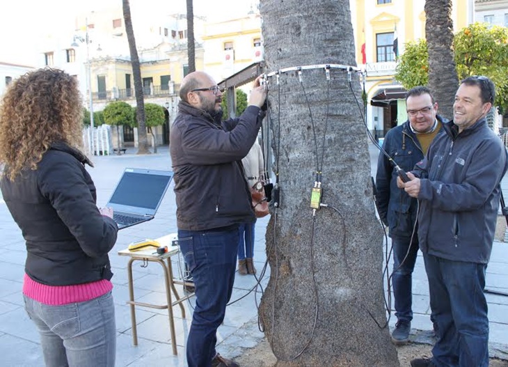 Cycitex realizará un estudio de las palmeras de la Plaza de España