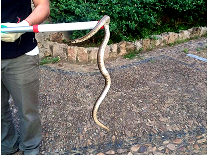 Una serpiente en el parque Infantil