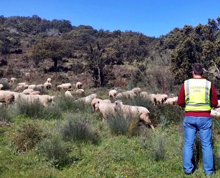 Investigan al supuesto autor de la sustracción de once ovejas
