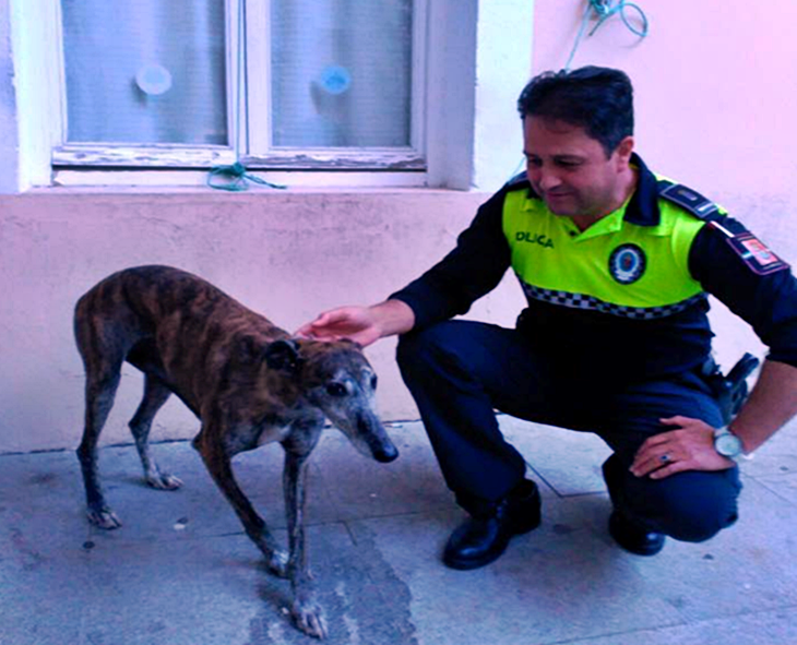 Encuentran en Badajoz un galgo abandonado que había sido robado en Sevilla