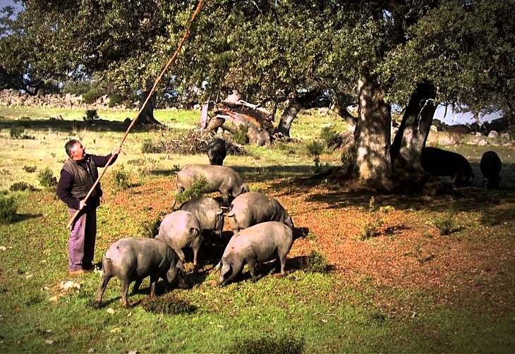 La Junta resalta la importancia de la exportación del sector del cerdo ibérico