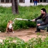 Un pitbull impide entrar y salir a los vecinos de un bloque en Badajoz