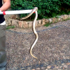 Una serpiente en el parque Infantil