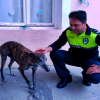 Encuentran en Badajoz un galgo abandonado que había sido robado en Sevilla