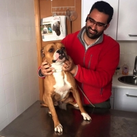 Un pitbull impide entrar y salir a los vecinos de un bloque en Badajoz