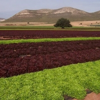 Asaja Extremadura: “Los presupuestos darán estabilidad al sector agroganadero”