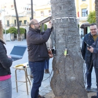 Cycitex realizará un estudio de las palmeras de la Plaza de España de Mérida
