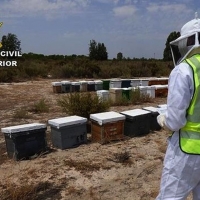 Denuncia siete falsos robos de colmenas para cobrar la indemnización