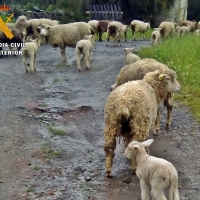 Investigan el robo de diez corderos en una finca de Salvaleón