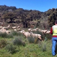 Investigan al supuesto autor de la sustracción de once ovejas