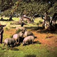 La Junta resalta la importancia de la exportación del sector del cerdo ibérico