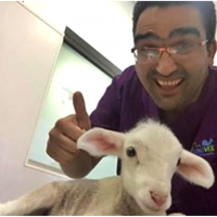 Encuentran en Badajoz un galgo abandonado que había sido robado en Sevilla