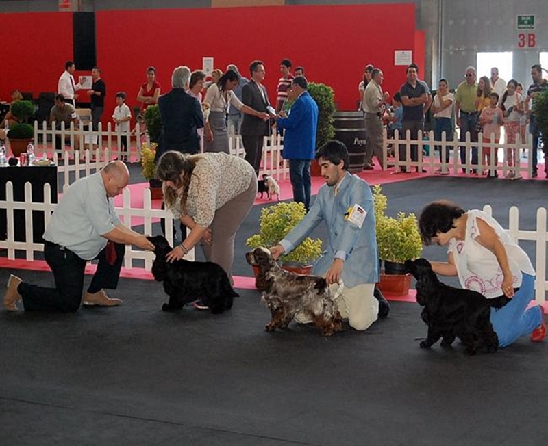 Más de 1.000 perros participarán en una exposición canina en Badajoz