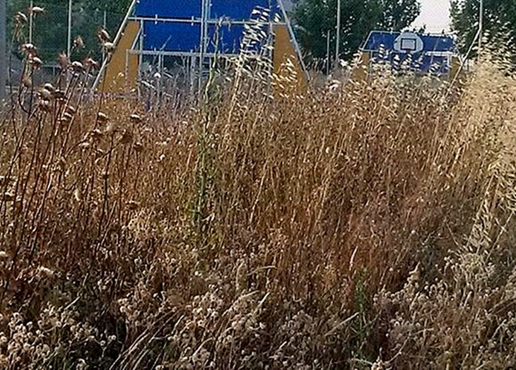 20 días para la limpieza de solares particulares