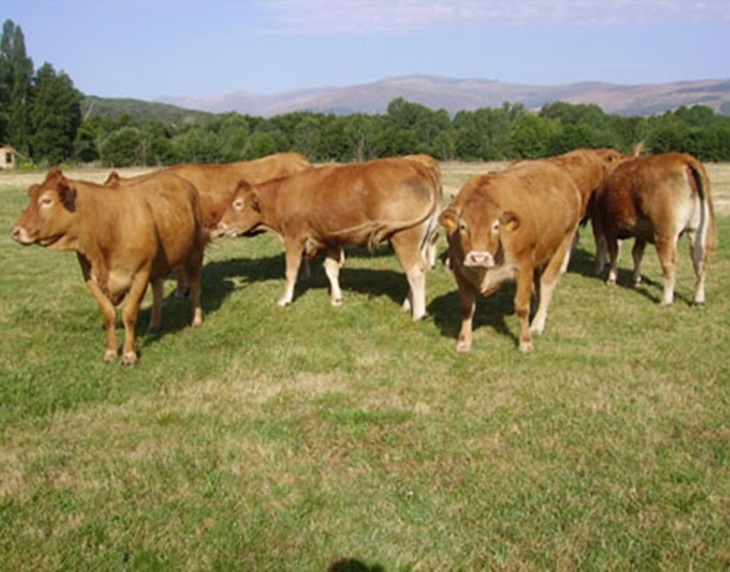 Los ganaderos se manifiestan para pedir a la Junta solución a la tuberculosis bovina