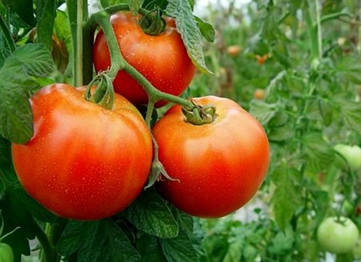 El sector del tomate pierde más de 18 millones de euros