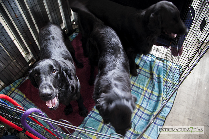 Más de un millar de perros se reúnen en Badajoz