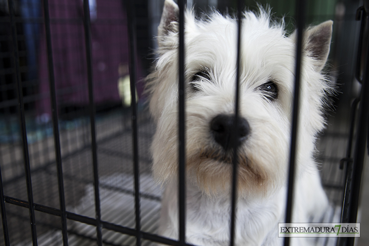 Más de un millar de perros se reúnen en Badajoz