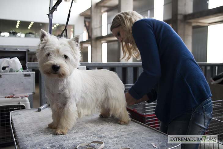 Más de un millar de perros se reúnen en Badajoz