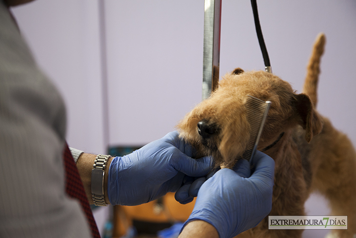 Más de un millar de perros se reúnen en Badajoz