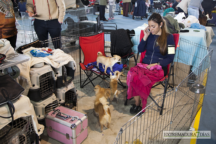 Más de un millar de perros se reúnen en Badajoz