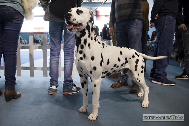 Más de un millar de perros se reúnen en Badajoz