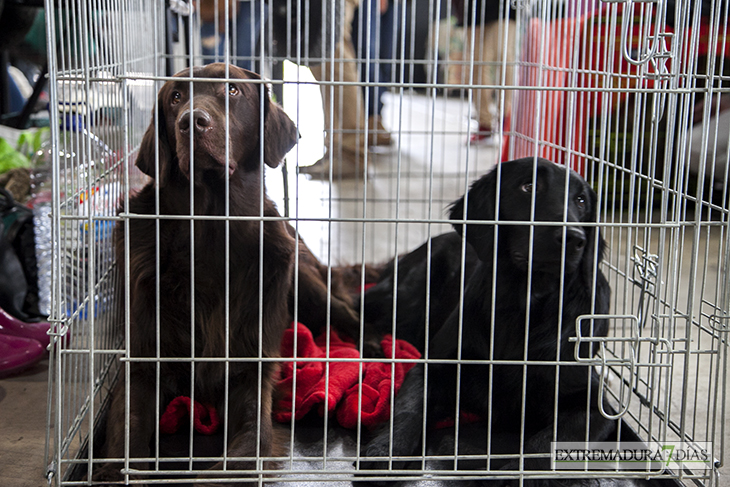 Más de un millar de perros se reúnen en Badajoz