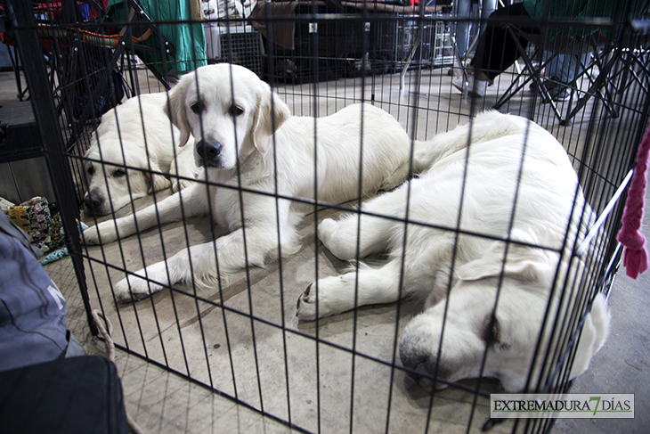 Más de un millar de perros se reúnen en Badajoz