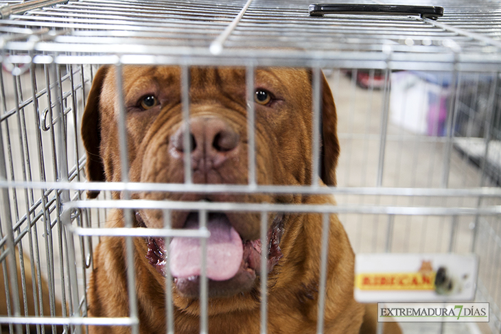 Más de un millar de perros se reúnen en Badajoz