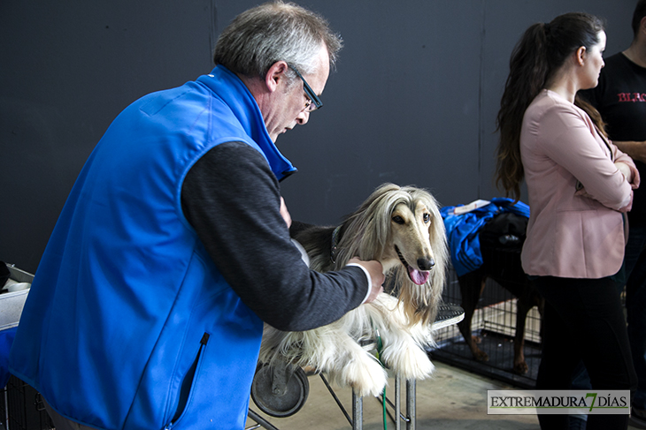 Más de un millar de perros se reúnen en Badajoz