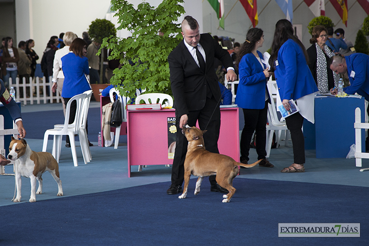 Más de un millar de perros se reúnen en Badajoz