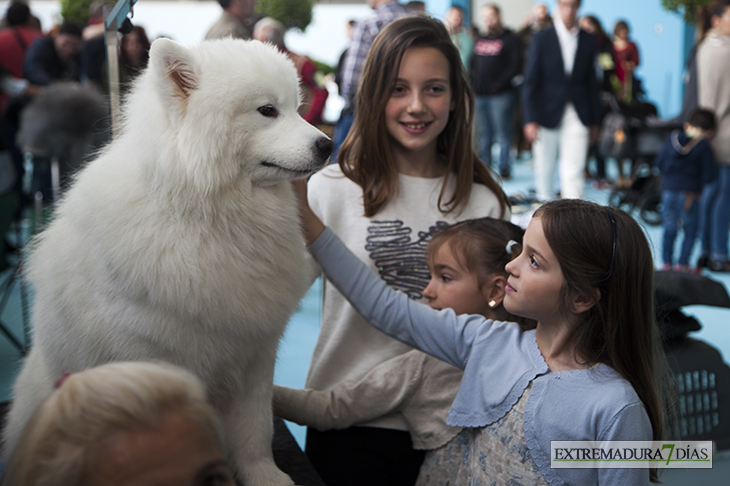 Más de un millar de perros se reúnen en Badajoz