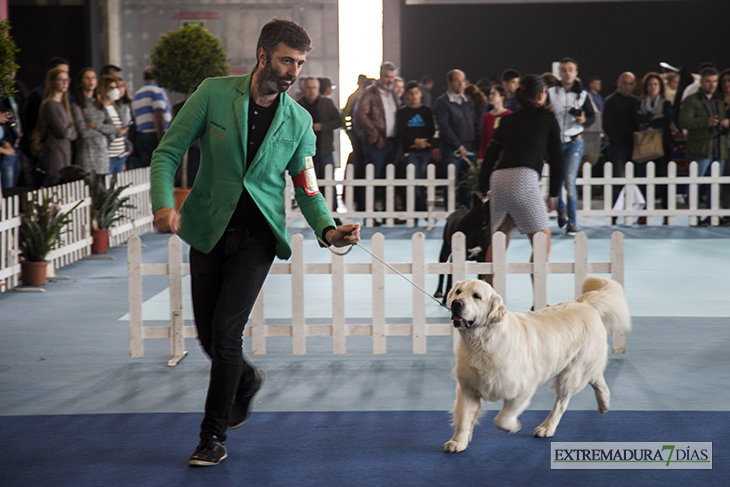 Más de un millar de perros se reúnen en Badajoz