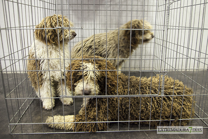 Más de un millar de perros se reúnen en Badajoz