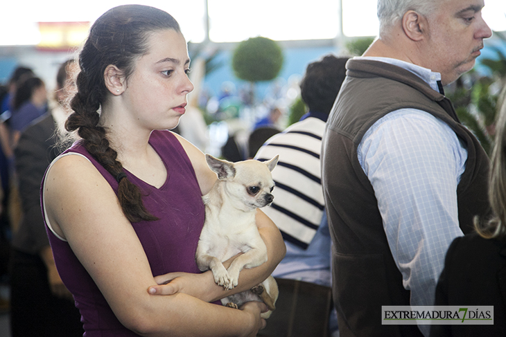 Más de un millar de perros se reúnen en Badajoz