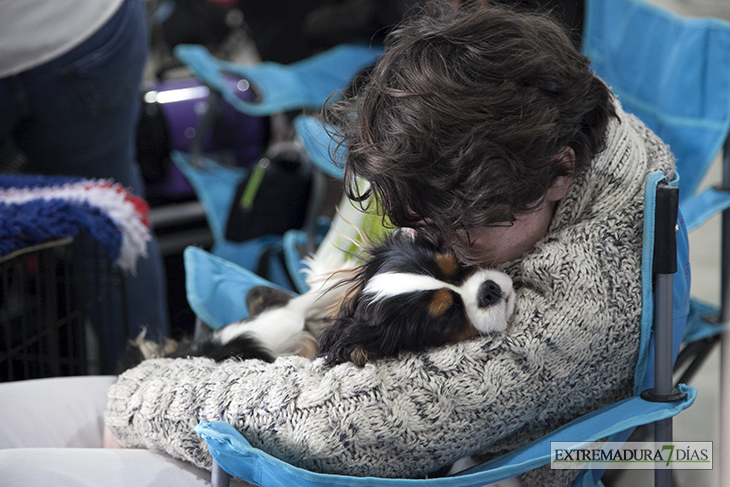 Más de un millar de perros se reúnen en Badajoz