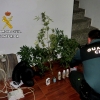 Desmantelado un laboratorio clandestino de marihuana en Jerte