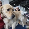 Más de un millar de perros se reúnen en Badajoz