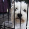 Más de un millar de perros se reúnen en Badajoz