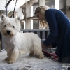 Más de un millar de perros se reúnen en Badajoz