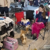 Más de un millar de perros se reúnen en Badajoz