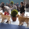 Más de un millar de perros se reúnen en Badajoz