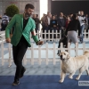 Más de un millar de perros se reúnen en Badajoz